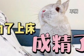 娱乐吃瓜兔子,揭秘娱乐圈那些不为人知的幕后故事